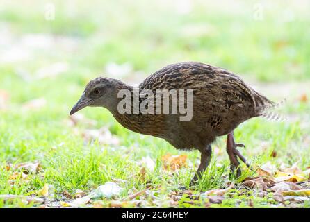 WESTERN Weka (Gallirallus australis australis) im nördlichen Teil der Südinsel, Neuseeland. Wandern auf kurzem Gras. Stockfoto