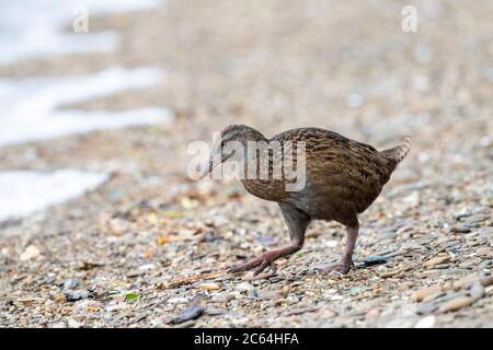 WESTERN Weka (Gallirallus australis australis) im nördlichen Teil der Südinsel, Neuseeland. Auf der Insel auf der Insel. Stockfoto