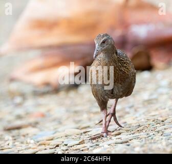 WESTERN Weka (Gallirallus australis australis) im nördlichen Teil der Südinsel, Neuseeland. Spaziergang über den Strand mit Kieselsteinen. Stockfoto