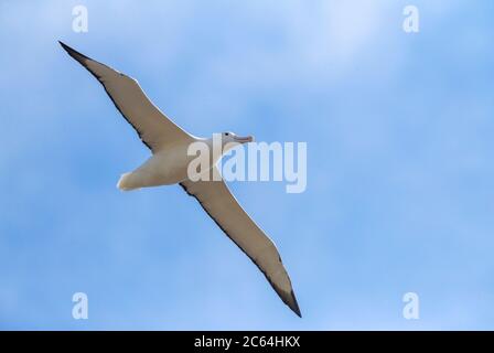 Southern Royal Albatross (Diomedea epomophora) im Flug über den südlichen Pazifik des subantarktischen Neuseelands. Über Kopf gleiten. Stockfoto