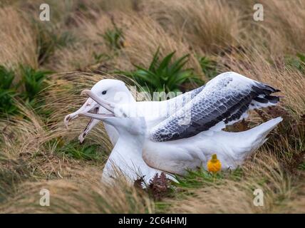 Paarung von Southern Royal Albatross (Diomedea epomophora) in der Brutkolonie auf Campbell Island, Neuseeland. Stockfoto