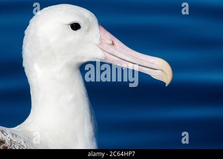 Porträt eines schwimmenden Erwachsenen Southern Royal Albatross (Diomedea epomophora) vor Kaikoura in Neuseeland. Zeigt einen riesigen rosa Schnabel. Stockfoto