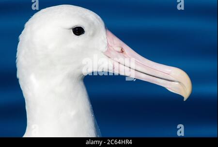 Porträt eines schwimmenden Erwachsenen Southern Royal Albatross (Diomedea epomophora) vor Kaikoura in Neuseeland. Zeigt einen riesigen rosa Schnabel. Stockfoto