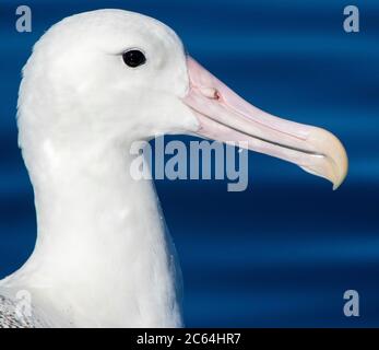 Porträt eines schwimmenden Erwachsenen Southern Royal Albatross (Diomedea epomophora) vor Kaikoura in Neuseeland. Zeigt einen riesigen rosa Schnabel. Stockfoto