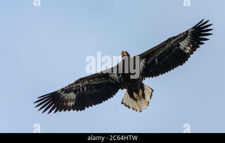 Überwinternde Steller's Sea Eagle (Haliaeetus pelagicus) auf der Insel Hokkaido in Japan. Unreif im Flug, von unten gesehen. Stockfoto