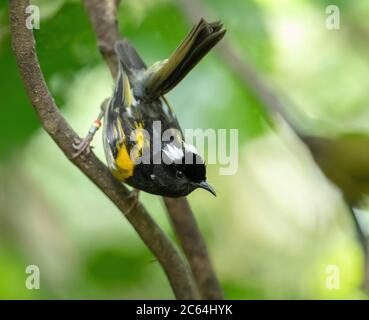 Männliche Stitchbird (Notiomystis cincta), auch bekannt als oder hihi, auf Tiritiri Matangi Island Sanctuary. Es ist ein Honigfresser-ähnlicher Vogel, der im Norden endemisch ist Stockfoto