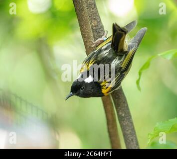 Stitchbird (Notiomystis cincta), auch bekannt als oder hihi, auf Tiritiri Matangi Island Sanctuary. Es ist ein Honigfresser-ähnlicher Vogel, der auf der Nordisla endemisch ist Stockfoto