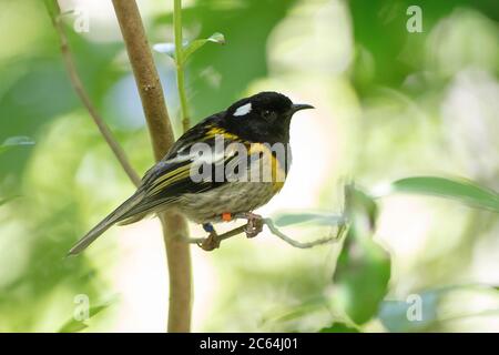 Stitchbird (Notiomystis cincta), auch bekannt als oder hihi, auf Tiritiri Matangi Island Sanctuary. Es ist ein Honigfresser-ähnlicher Vogel, der auf der Nordisla endemisch ist Stockfoto