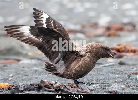 Brown Skua (Stercorarius antarcticus lonnbergi) am Strand von Macquarie Island, Australien. Mit beiden Flügeln hoch gehalten und ruft. Stockfoto