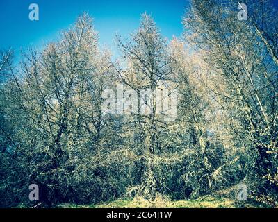 Tannen im winter Stockfoto