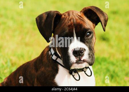 Schöne Boxer Hund Welpen Porträt im Freien Stockfoto