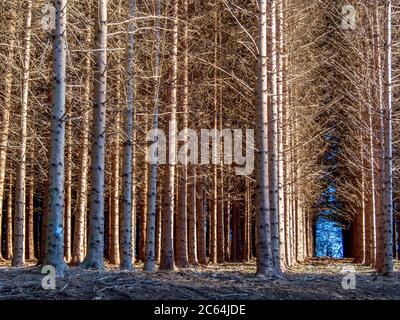 Hohe Baumstämme bilden bei Tageslicht einen ruhigen Weg durch einen Wald mit hellblauem Himmel, der durch die Bäume blickt, Auvergne, Frankreich Stockfoto