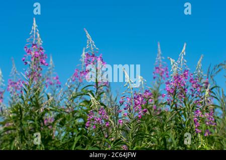 Rosa Blumen von Ivan Tee auf dem Hintergrund eines blauen klaren Himmels. Natürlicher Hintergrund. Stockfoto