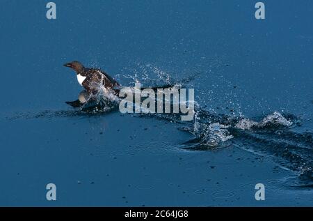 Erwachsene Dickschnabelschnabel Murre (Uria lomvia), auch bekannt als Brunnich's Guillemot, in Svalbard, Norwegen. Versuchen, aus der Gefahr zu kommen, aber zu schwer zu fliegen. Stockfoto