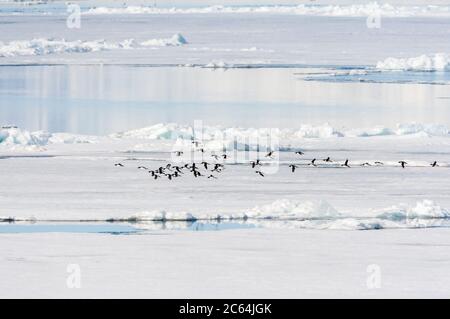 Eine Herde von dickschnabeligen Murres (Uria lomvia), auch bekannt als Brunnich's Guillemot, die tief über dem Drift-Eis nördlich von Svalbard, arktisches Norwegen, fliegen. Stockfoto