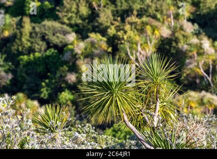 Heimischer palmenähnlicher Baum auf der Tiritiri Matangi Insel im Hauraki Golf, Neuseeland. Regenerierter Wald im Hintergrund. Stockfoto