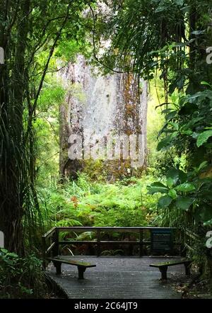 TE Matua Ngahere, ein riesiger Kauri (Agathis australis) Nadelbaum im Waipoua Forest der Northland Region, Neuseeland. Auch bekannt als ‘’Vater von Stockfoto