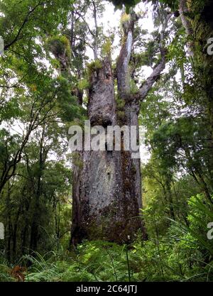 TE Matua Ngahere, ein riesiger Kauri (Agathis australis) Nadelbaum im Waipoua Forest der Northland Region, Neuseeland. Auch bekannt als ‘’Vater von Stockfoto