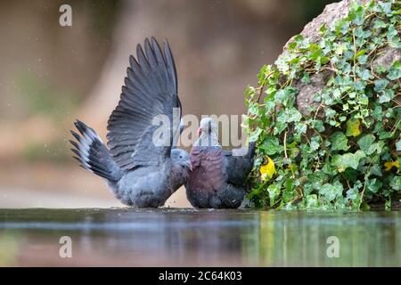 Paar Trocaz Tauben (Columba trocaz), auch bekannt als Madeira Lorbeerkaube oder Langläufer Taube, an einem kleinen Bach in einem Lorbeer Wald auf Madeira. Stockfoto