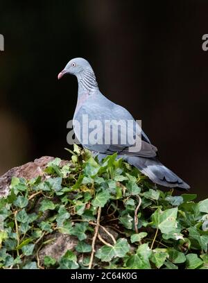 Endemische Trocaz-Taube (Columba trocaz), auch bekannt als Madeira-Lorbeerkaube oder Langläufer-Taube, im Lorbeerwald auf Madeira. Auf einem roc gelegen Stockfoto