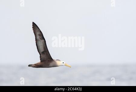 Vom Aussterben bedrohte Wellenalbatros (Phoebastria irrorata) fliegen über den Humboldt-Strom im Pazifischen Ozean vor Peru. Stockfoto