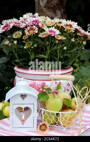 Herbstgartendekoration mit Chrysantheme, Äpfeln im Korb und Laterne Stockfoto