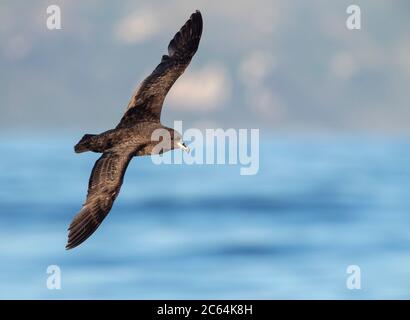 Westland Petrel (Procellaria westlandica) auf See im südpazifik vor Kaikoura in Neuseeland. Vorbeifliegen im schönen Morgenlicht. Stockfoto