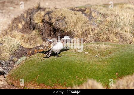 Vom Aussterben bedrohte Weißbauchschnecke (Cinclodes palliatus) in einem Hochmoor der Anden in der Nähe von Marcapomacocha in Peru. Zeigt einen Mann, der auf einem Kunden steht Stockfoto