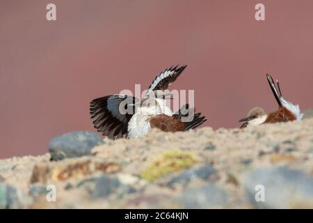 Vom Aussterben bedrohte Weißbauchschnecke (Cinclodes palliatus) in einem Hochmoor der Anden in der Nähe von Marcapomacocha in Peru. Drei Vögel. Stockfoto