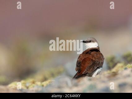 Vom Aussterben bedrohte Weißbauchschnecke (Cinclodes palliatus) in einem Hochmoor der Anden in der Nähe von Marcapomacocha in Peru. Über die Schulter schauen. Stockfoto