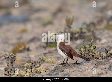 Vom Aussterben bedrohte Weißbauchschnecke (Cinclodes palliatus) in einem Hochmoor der Anden in der Nähe von Marcapomacocha in peru. Auf felsigen Abhang stehend. Stockfoto