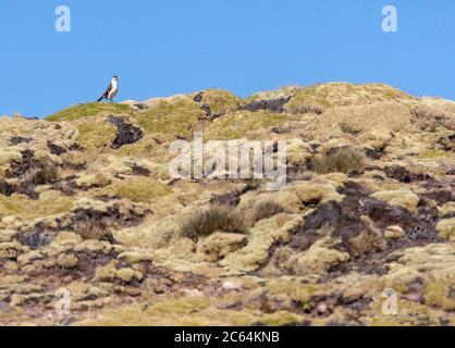 Vom Aussterben bedrohte Weißbauchschnecke (Cinclodes palliatus), die auf einem Hügel in einem Hochmoor der Anden bei Marcapomacocha in Peru steht. Stockfoto