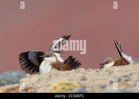 Vom Aussterben bedrohte Weißbauchschnecke (Cinclodes palliatus) in einem Hochmoor der Anden in der Nähe von Marcapomacocha in Peru. Drei Vögel. Stockfoto