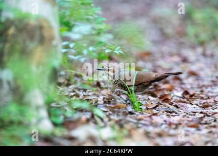 WeißbrustmOrt (Mesitornis variegatus) Wandern auf dem Boden im Ankarafantsika Nationalpark im Norden Madagaskars. Stockfoto