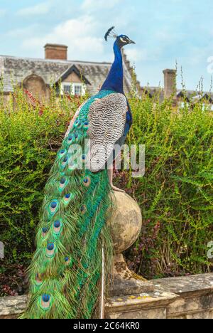 Farbenprächtiger Pfau, der an einer Wand im Garten der Newstead Abbey, Nottinghamshire, England, Großbritannien, steht Stockfoto