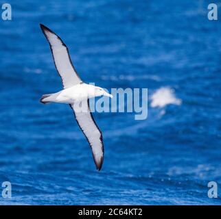 Weißer Albatross (Thalassarche steadi) für Erwachsene. Auf See zwischen Auckland Inseln (Neuseeland) und Macquarie Insel (Australien). Stockfoto