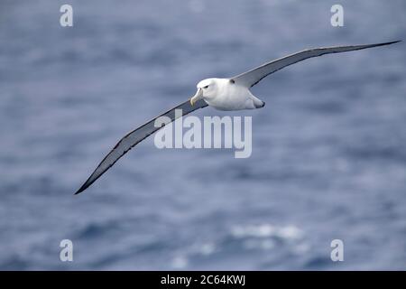 Erwachsene Weißdeckelbatros (Thalassarche Steadi) fliegen über dem südlichen pazifik vor Neuseeland. Stockfoto