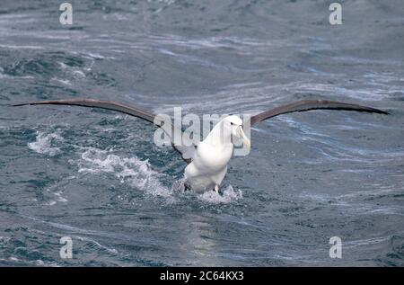 Erwachsene Weißdeckelalbatros (Thalassarche Steadi) landen auf der Meeresoberfläche vor Chatham Islands, Neuseeland. Stockfoto