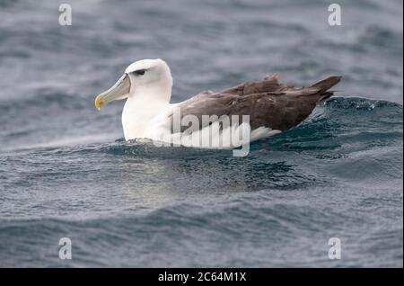 Erwachsene Weißkopferalbatros (Thalassarche Steadi) schwimmen im pazifik vor Kaikoura, Neuseeland. Stockfoto