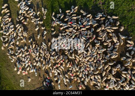 Schafherde mit farbiger Farbe auf Wiese grasen markiert, Luftdrohne Ansicht Stockfoto