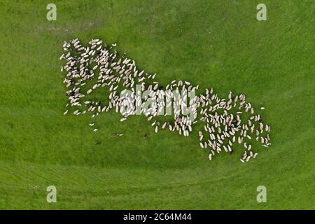 Schafherde grasen auf einer grünen Wiese, über Luftdrohne Blick Stockfoto