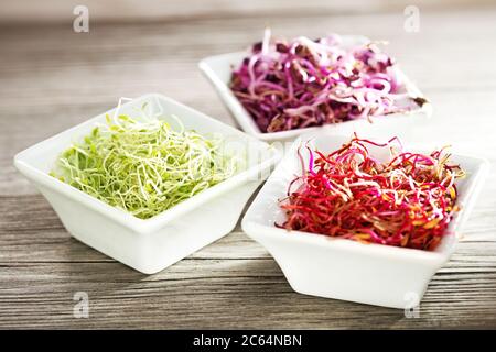 Rote Beete, Rettich und Luzerne sprießen in porzellabüllchen auf Holztisch Stockfoto