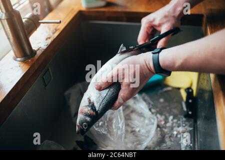 Ein Mann reinigt den Seebarsch vor dem Kochen - schneidet die Flossen und Schuppen in der Spüle - Fisch Tag Stockfoto