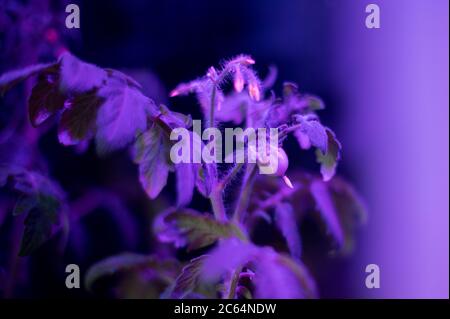 Tomatenpflanzen wachsen unter LED-hydroponic Lichtern. Kleine grüne Tomate Stockfoto