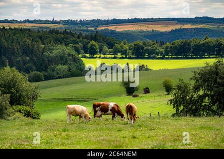 Landschaft nahe dem Dorf Kesternich, Viehweide, Blick nach Osten, Nationalpark Eifel, NRW, Deutschland, Stockfoto