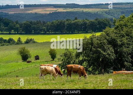 Landschaft nahe dem Dorf Kesternich, Viehweide, Blick nach Osten, Nationalpark Eifel, NRW, Deutschland, Stockfoto