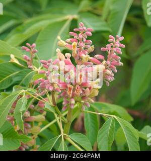 Echte Pavie Aesculus pavia Rosea Nana Stockfoto