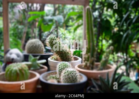Varietät Kakteen in einer Reihe, Stock Foto Stockfoto