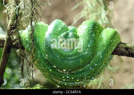 Grüner Baumpython Stockfoto