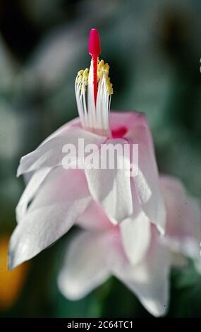 Eine Nahaufnahme Bild einer Blume aus einem Weihnachtskaktus Stockfoto